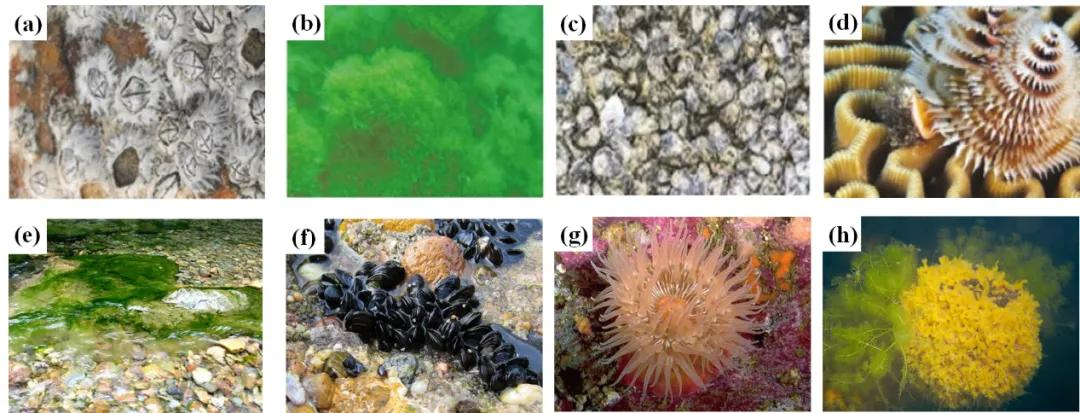 Biofouling文章推荐 | 识别海洋和淡水中的生物污损物种方法探析 - 知乎