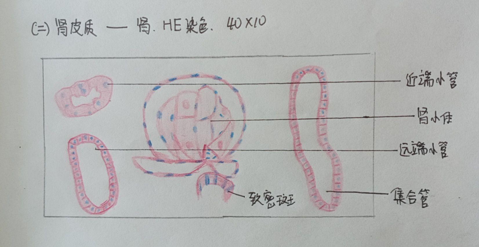 组胚实验报告(画图)