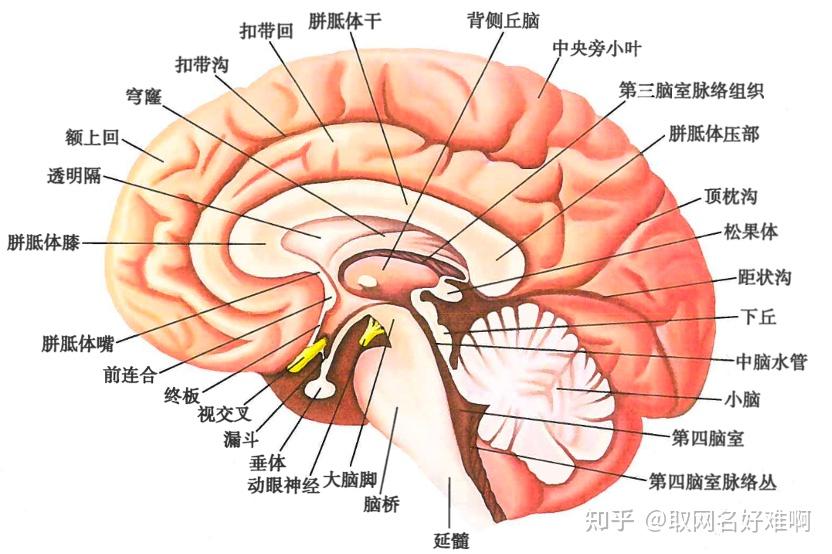 脑干解剖图解及位置图片