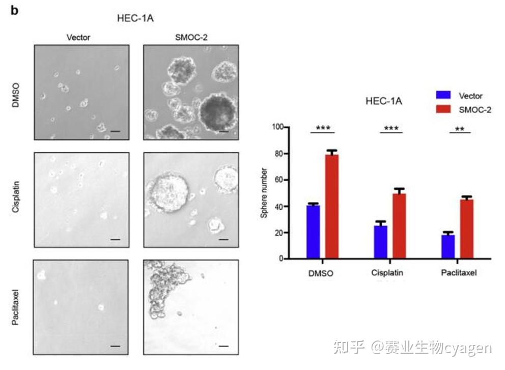 由于wnt通路,hedgehog通路和notch通路等发育相关的通路在肿瘤干细胞