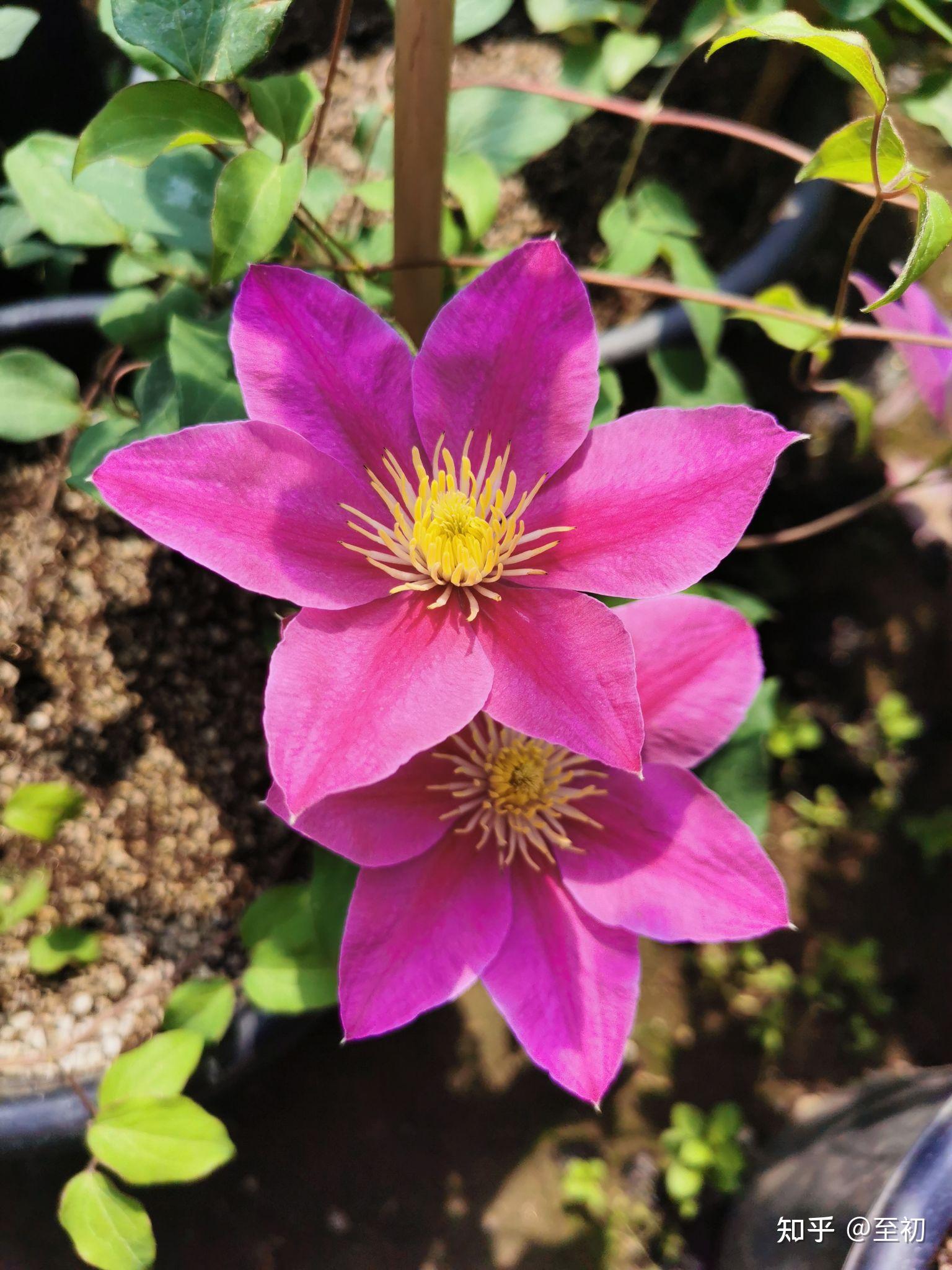 铁线莲批发零售