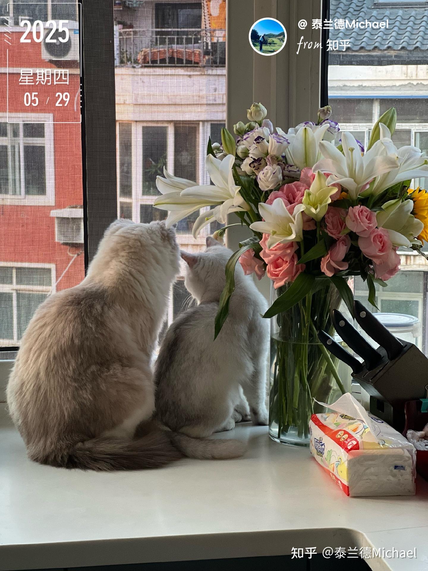 养猫的人,都是人间清醒 🐾 - 知乎