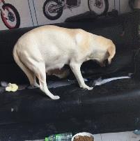 动图封面