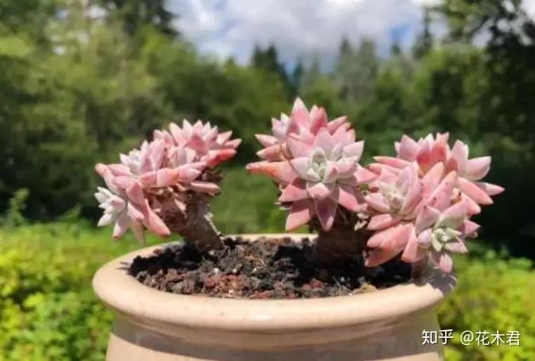 多肉白菊之格瑞内和格诺玛的辨识区别与鉴赏- 知乎