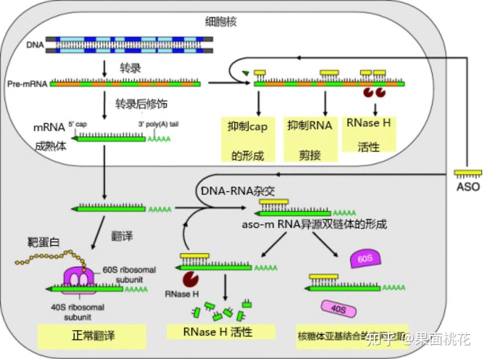 基因功能的研究策略-RNA干扰、ASO、基因编辑等 - 知乎