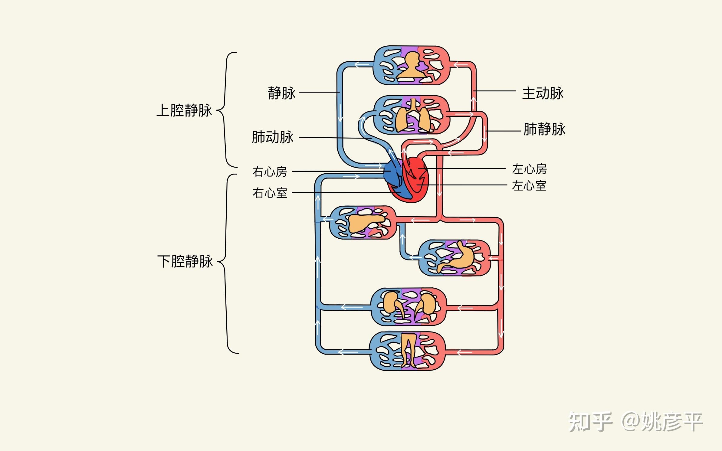 心脏血液循环的路径图图片