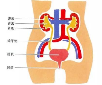 尿道解剖位置图片