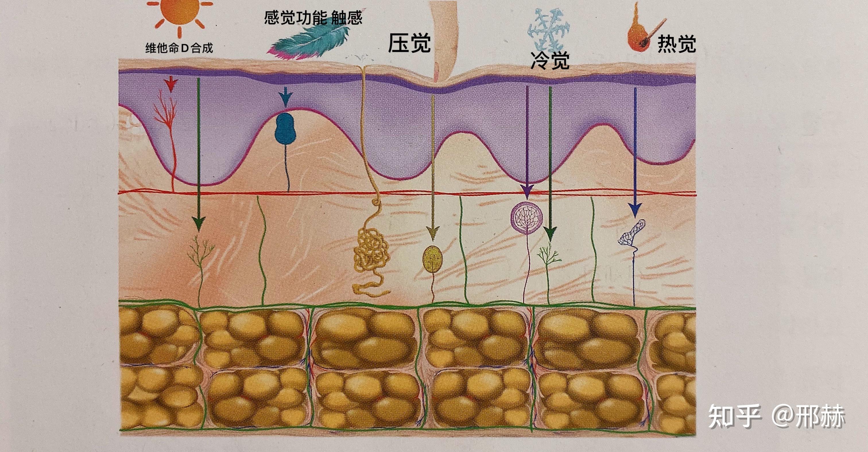 关于毛发和皮肤生理基础知识(二)