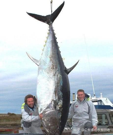 世界上现存最大的鱼top10最重的鱼竟达21300公斤