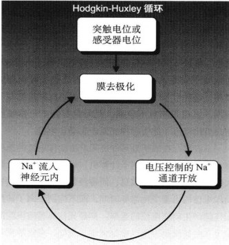 神经系统的细胞机制 - 知乎