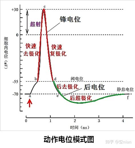 potential)动作电位变化过程:在静息电位基础上,细胞受到一个