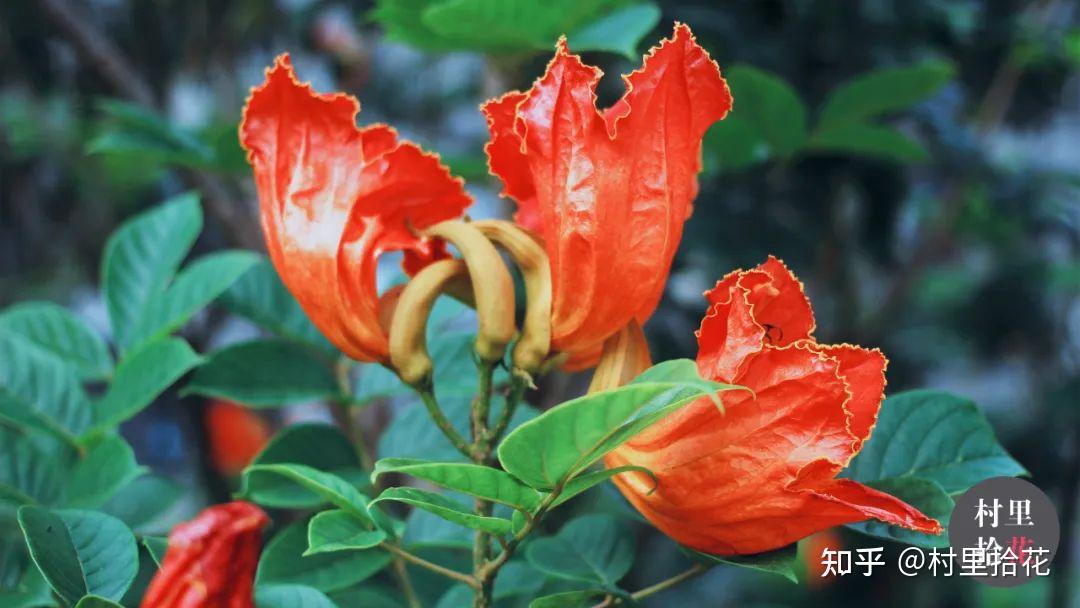 「火焰树」花开如其名，结种像杀鱼！ - 知乎