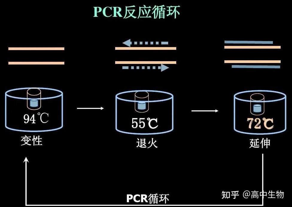 PCR基因定点突变 - 知乎
