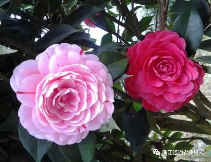 茶花不好养 新手也能养好的茶花品种 知乎