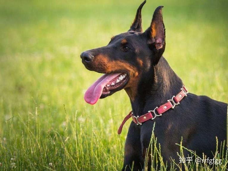 警界常见的五种警犬有勇有谋个个都是猛将