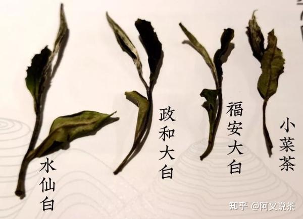 茶科普：详解六大茶之白茶 - 知乎