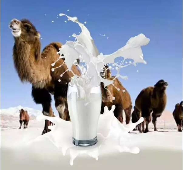 正确喝驼奶的方式和禁忌