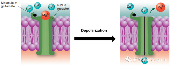 学习的本质——长时程增强（一） - 知乎