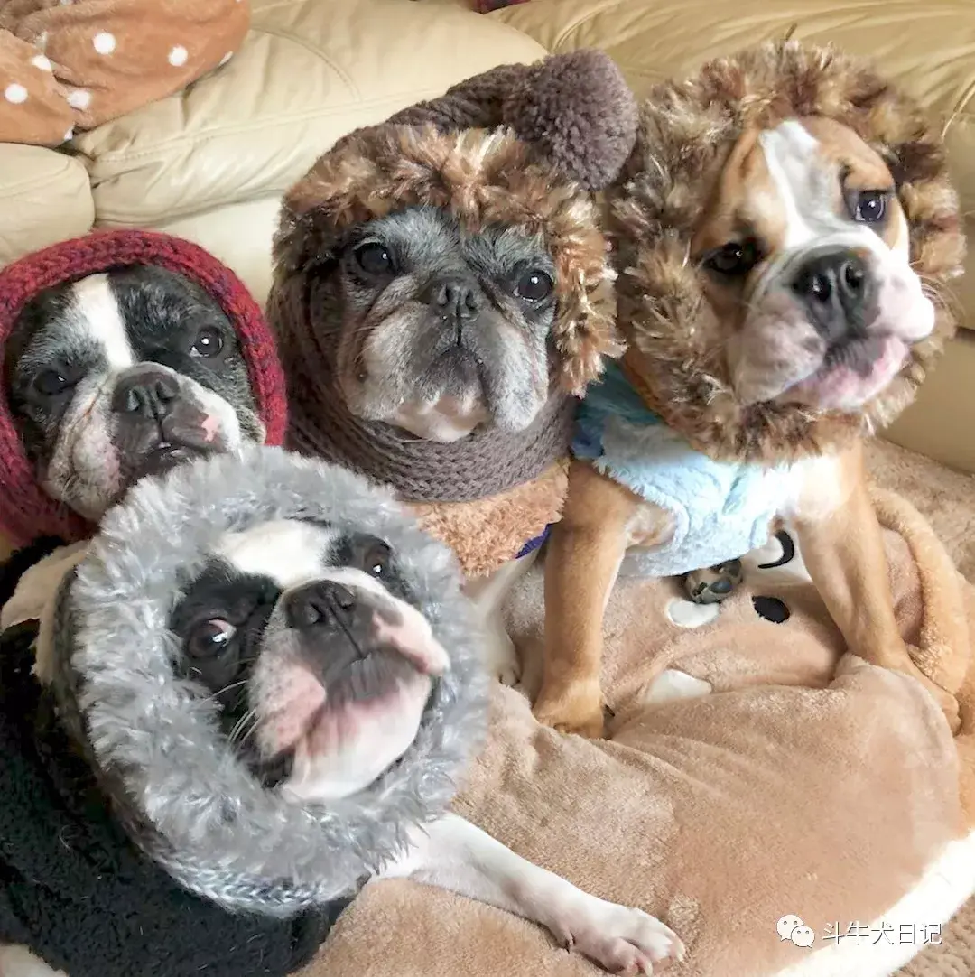 家里养6只萌宠斗牛犬是种什么体验天天就像开party