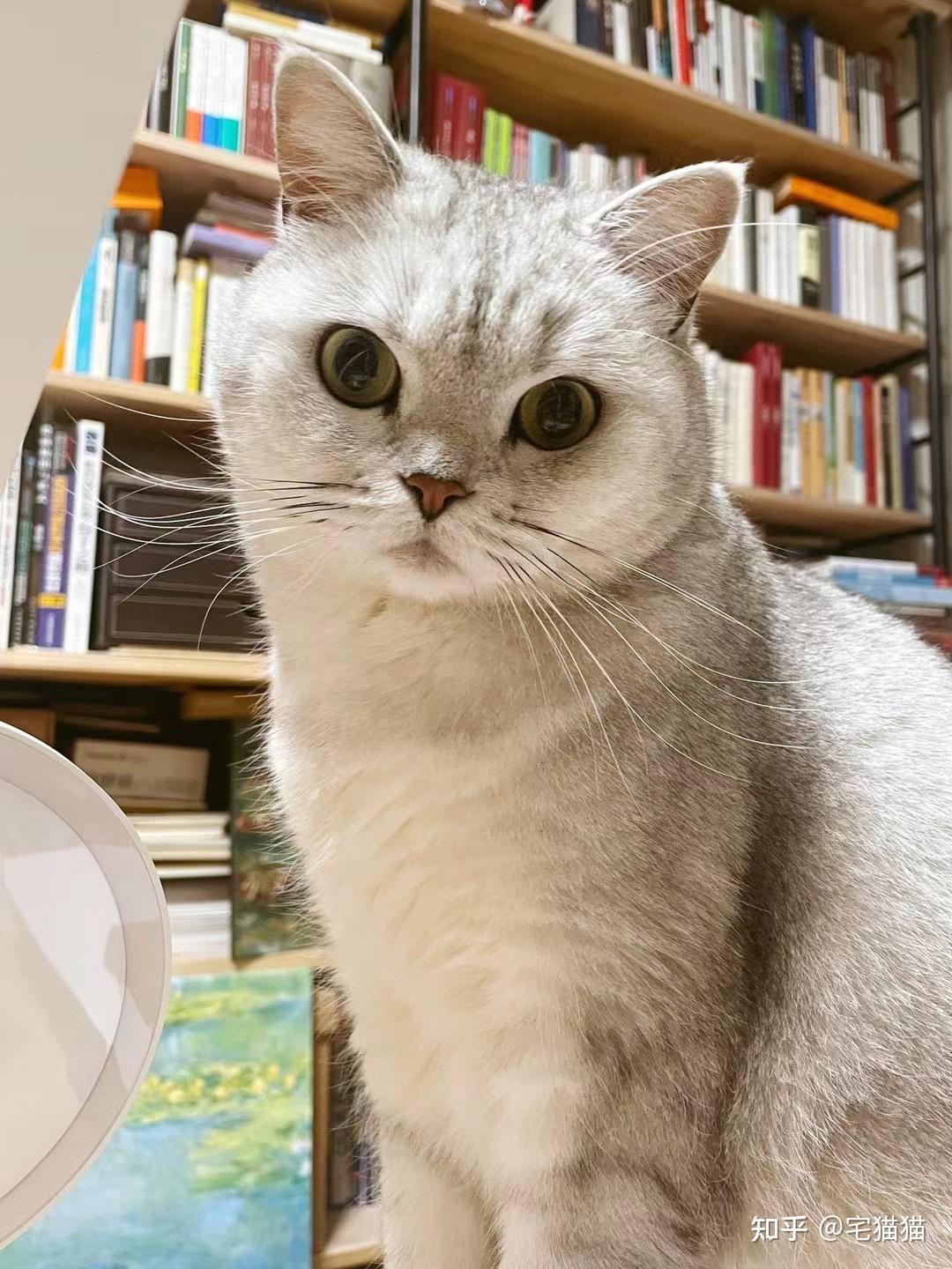 新手养猫必备宠物用品避坑与建议——上 - 知乎