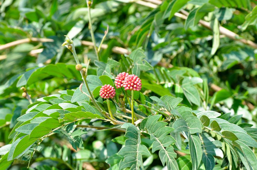 植库‖朱缨花：南美来的“红绒球”，俘获众多花友心 - 知乎