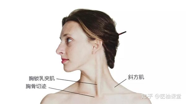 27张高清解剖图带你认识头、面、颈部骨骼及肌肉名称! - 知乎