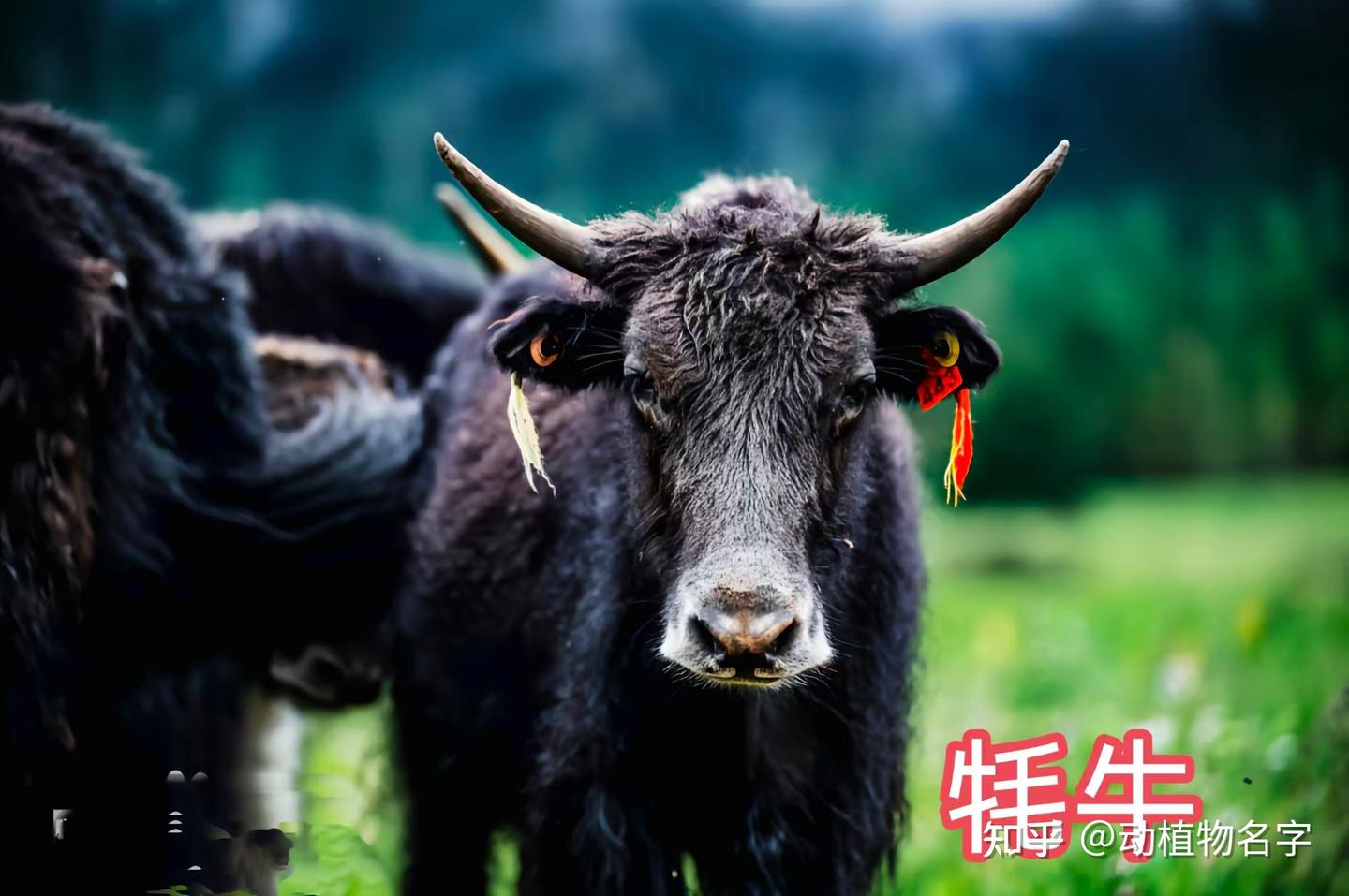 我国明确的33类禽畜是哪些,99图带你了解它们 - 知乎