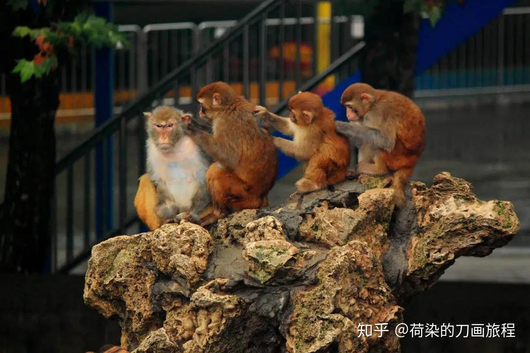 觀賞金魚等國家保護的珍稀瀕危野生動物300餘種,3000餘隻的專類公園