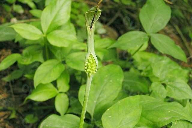 中藥材半夏壯根根莖塊膨大用什麼半夏增產葉面肥套餐用哪個半夏增產噴