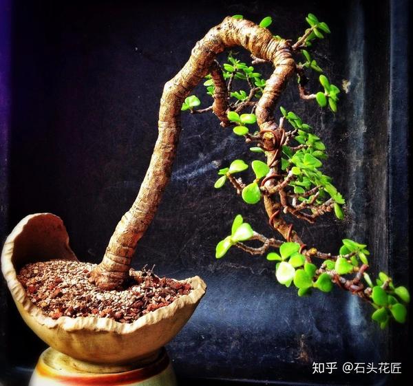 过年养盆金枝玉叶寓意好盆景造型颜值高越养越有钱