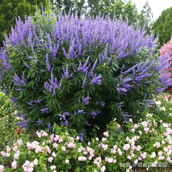 北方常见花卉名称大全 0种花卉名称大全 花名字大全名称