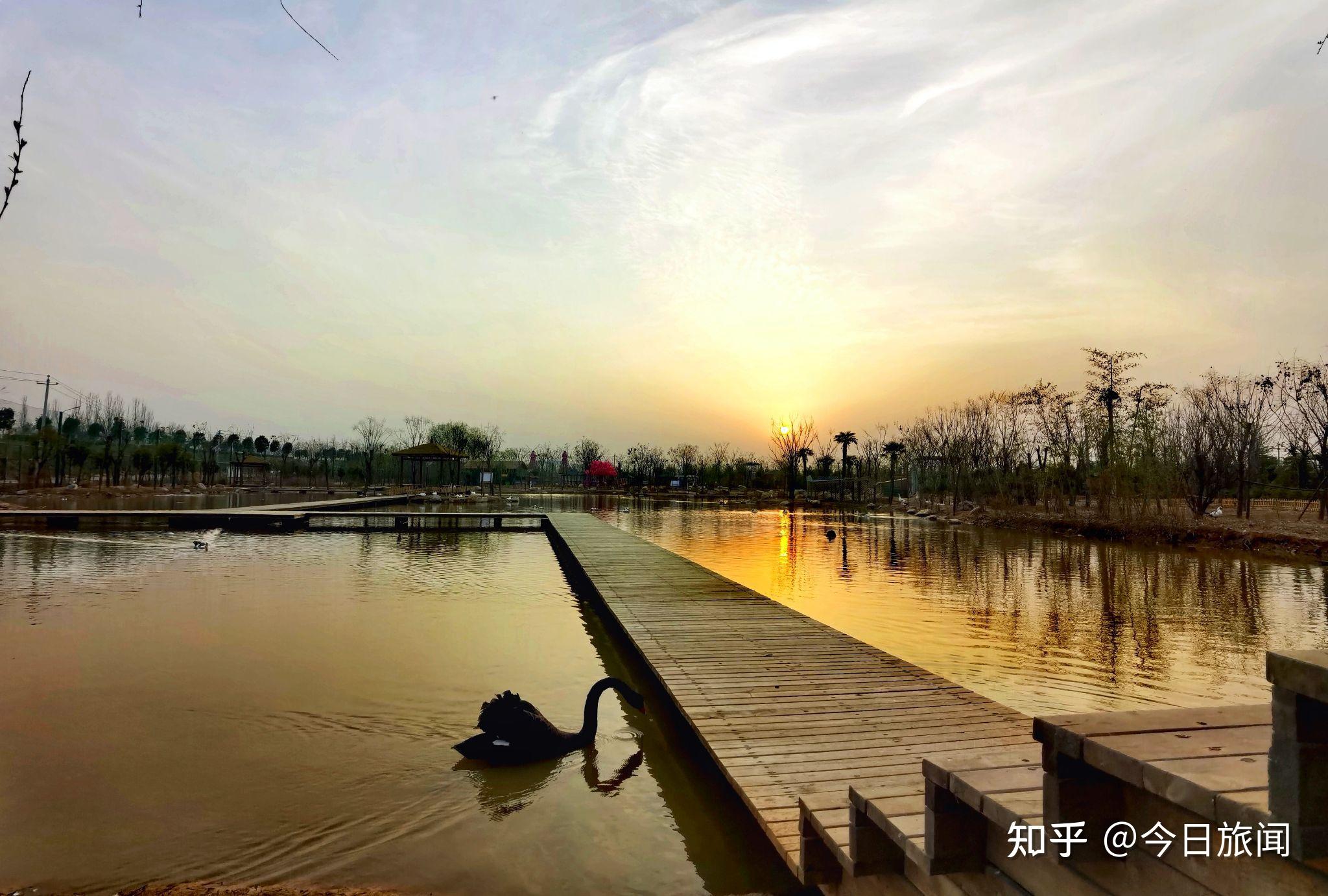 在伊河湿地游园动物园内,天鹅湖占有较大面积,水面上有栈道深入其中