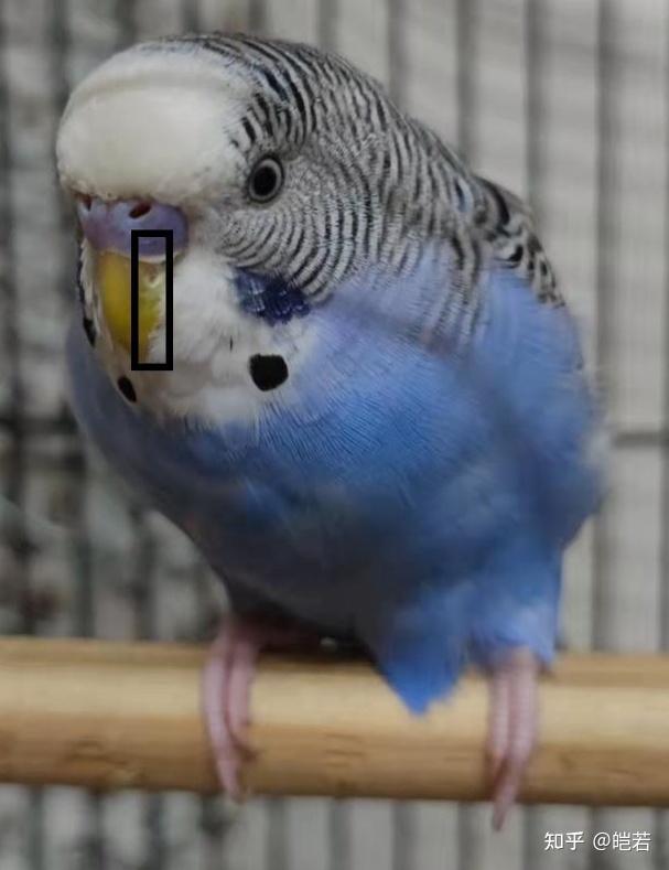 虎皮鹦鹉可爱可耐