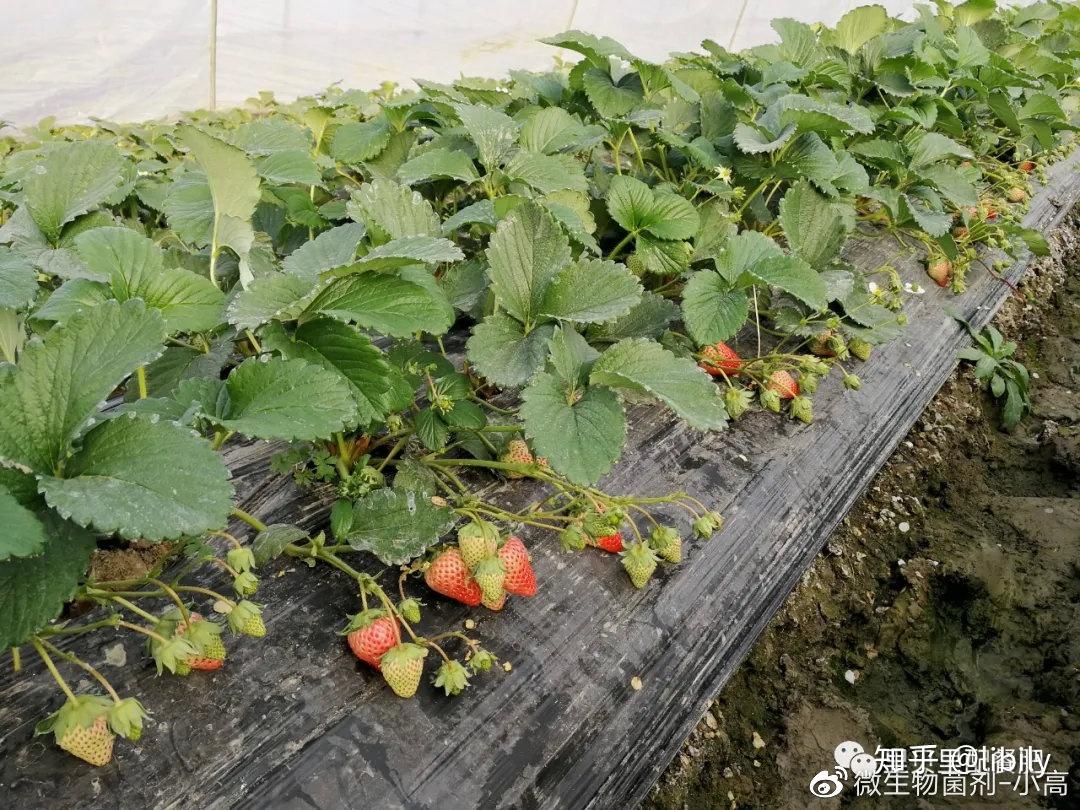 草莓盆栽配土和草莓种植沉浸式记录分享，愿这个冬天大家都收获好吃的草莓！ - 哔哩哔哩