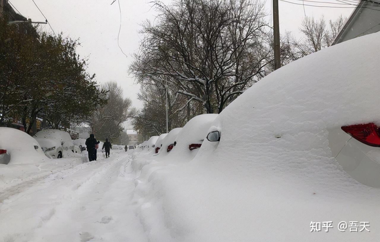 雪灾下的动物百态辽宁超640万头畜禽死亡野生动物何去何从