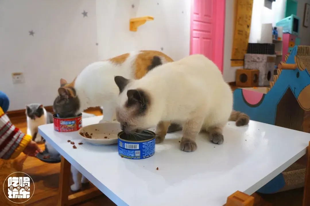 猫咖卫生报告:你平时去的猫咖究竟有多脏 - 知乎