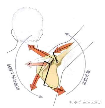 运动康复知识26 肩胛提肌 菱形肌 前锯肌 知乎