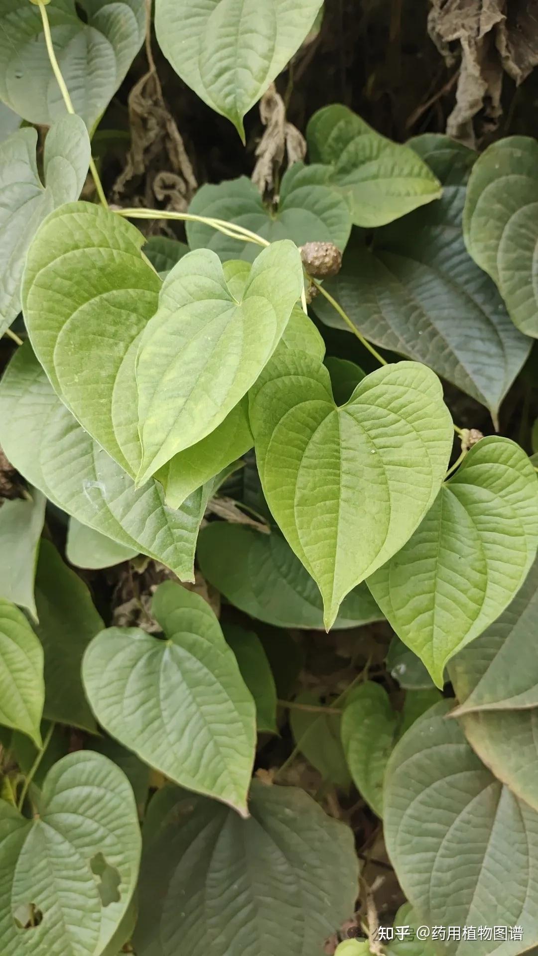 药用植物54(黄独),与薯蓣如何区分 - 知乎
