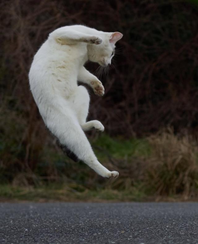 跃动的精灵,一起来看看猫咪跳跃的样子吧! - 知乎