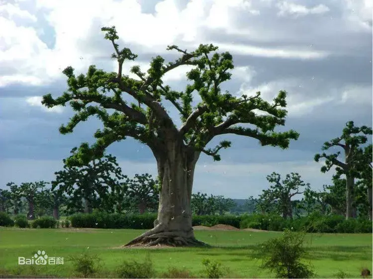 你见过会笑的树吗哈哈树