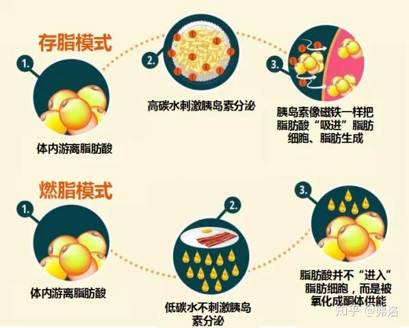 别再分不清营养性生酮和酮症酸中毒了! - 知乎