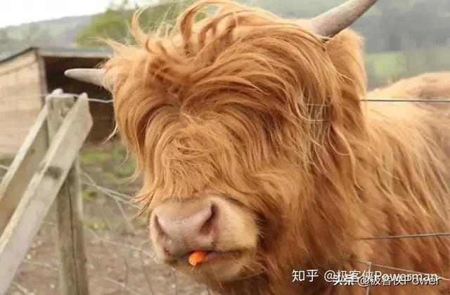 奇趣动物在这里最夸张动物发型pk大赛你pick谁