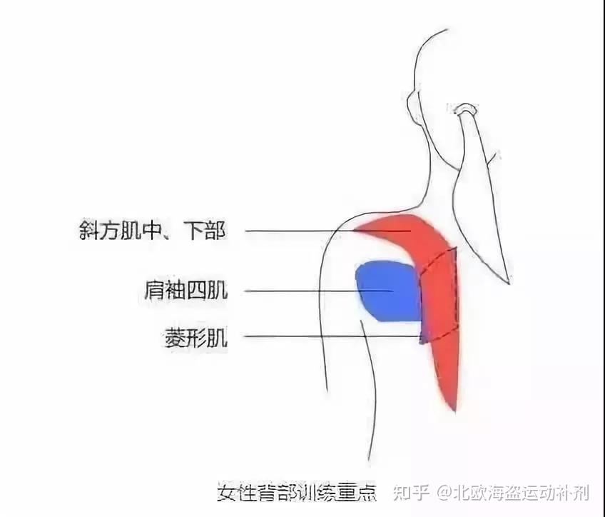 史上最全练背指南！每一块背部肌肉都安排的明明白白 - 知乎