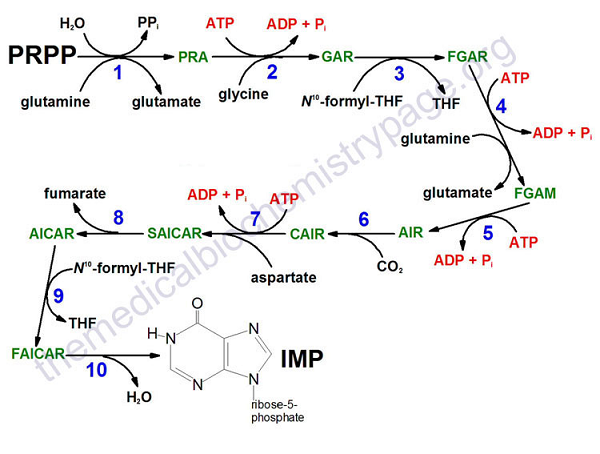 嘌呤核苷酸的合成代谢