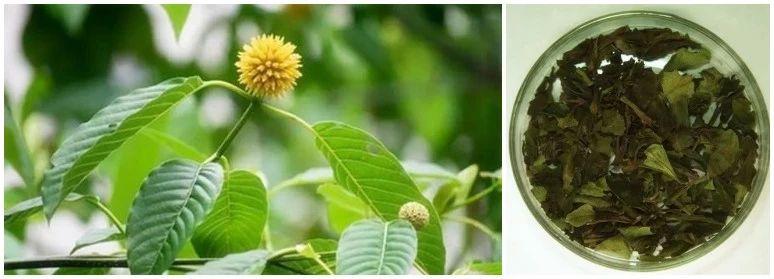 卡痛叶鼠尾草原产于墨西哥,主要活性成分为二萜类物质,具有强烈致幻