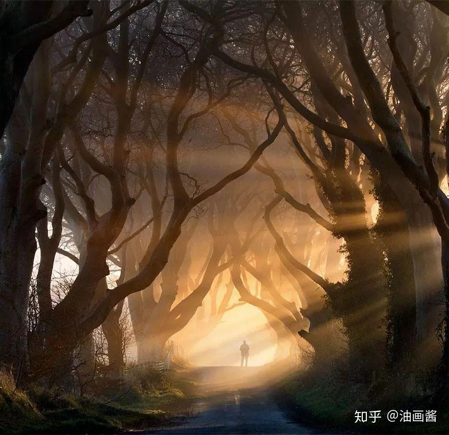 世界上最奇幻的12条树木隧道，有机会一定要去走一走 - 知乎