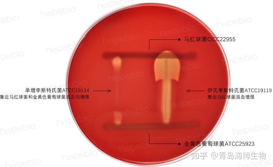 细菌溶血试验原理及现象 - 知乎