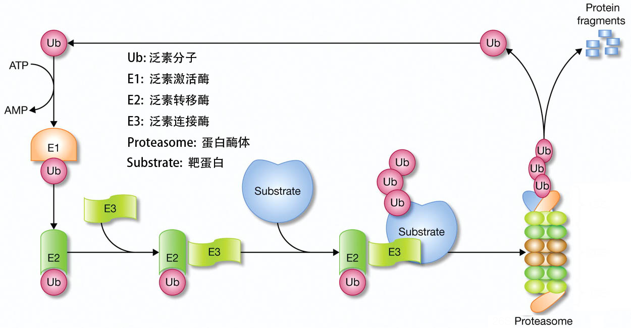 千里姻缘一线牵设计protac治疗纤维化疾病