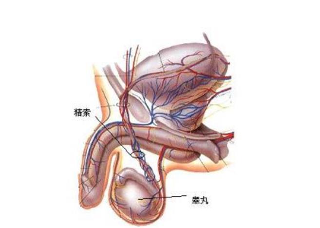 男性睾丸图片图片