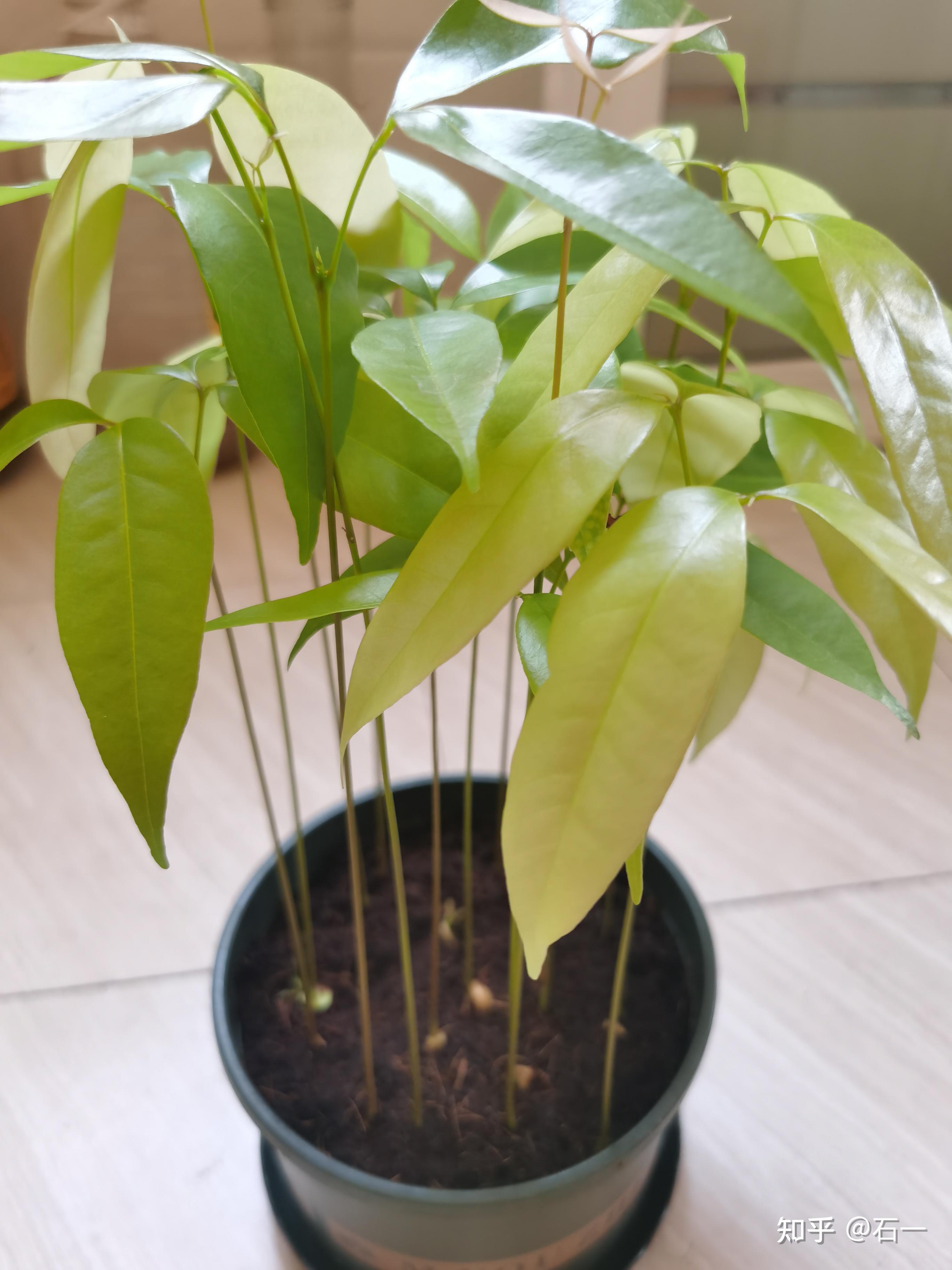 荔枝核种植盆栽之水果核废物利用